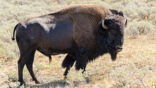 Bison Heute gibt es noch zwei Bison-Arten: das nordamerikanische und das europäische Wisent. Anders als bei den anderen Fleischsorten gilt das Bisonfleisch als Geschmacksträger und nicht dessen Fettanteil. Bisonfleisch gilt als das gesündeste Fleisch überhaupt.