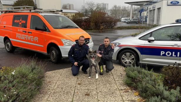 Zurückgelassener Hund aus Linzer Wohnung befreit