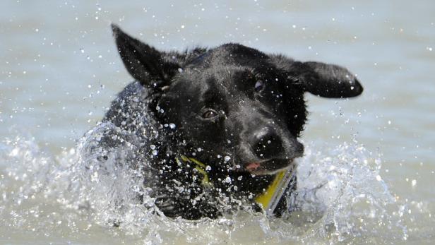 Ein schwarzer Hund schwimmt mit einem Ball im Maul durch das Wasser.