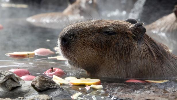 Stressfrei: Auch Japans Wasserschweine baden im Winter gerne heiß