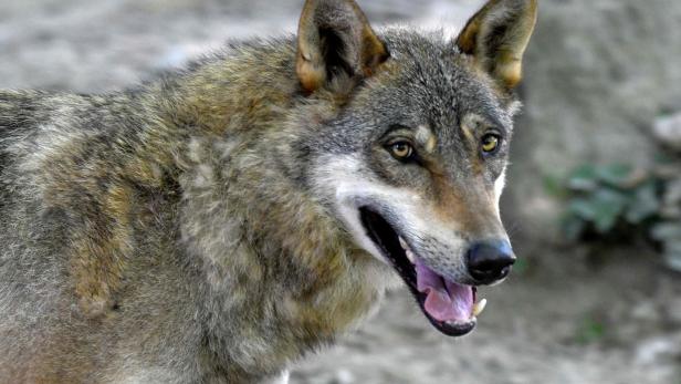 Angst vor dem europäischen Wolf: Schützen oder schießen?
