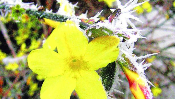 Blüten, die Eis und Schnee trotzen