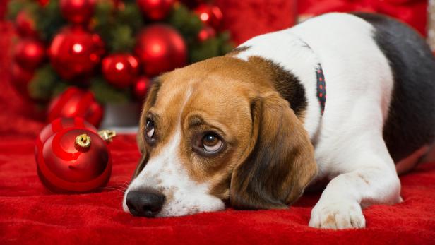 Wie Advent-Aktionen den Tierschutzvereinen helfen sollen