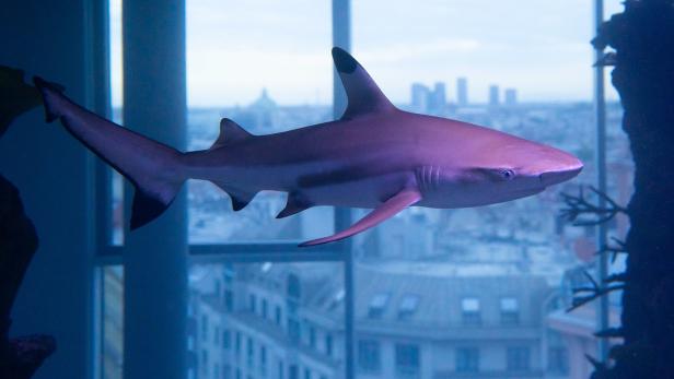 Das 2021 eröffnete, rundum begehbare 360°-Haibecken ist eines der Highlights im Haus des Meeres