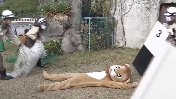 "Löwe entkommen": Putziges Video aus japanischem Zoo