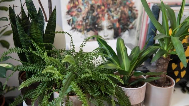 Diese Zimmerpflanzen bringen Wohlfühlen in Ihr Zuhause