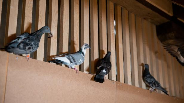 Der Taubenschlag im Gemeindebau reicht für 200 Tauben und kann für bis zu 600 Tauben ausgeweitet werden.