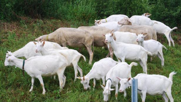 Eine Herde weißer Ziegen grast auf einer grünen Wiese.