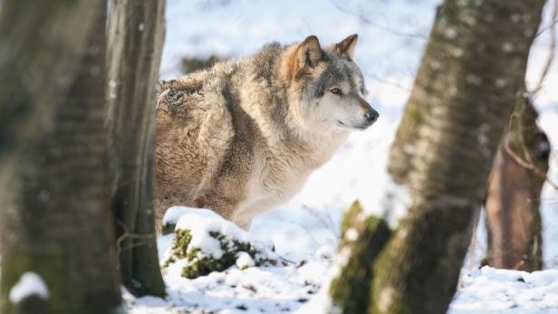 Türkis-Blau stimmte im EU-Parlament gegen den Wolf