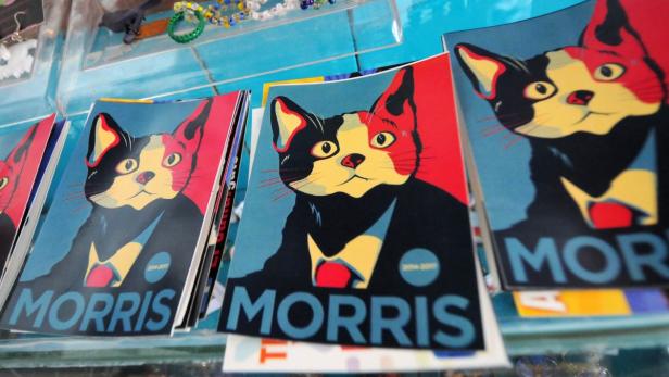 Stickers of Morris the Cat are displayed in a store in Xalapa, capital of the state of Veracruz, June 13, 2013. Morris is running for mayor in the upcoming July elections with the slogan &quot;Tired of voting for rats?&quot; (rats used as an expression for corrupt politicians). Morris was created by a group of citizens who were displeased with their local politicians and has already over 110,000 Facebook likes, more than his human competitors, according to local media. REUTERS/Yahir Ceballos (MEXICO - Tags: POLITICS ELECTIONS SOCIETY ANIMALS)