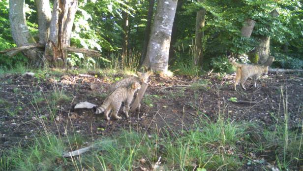 Neue Bilder von Wildkatzen zeigen eigenständige Population in der Wachau
