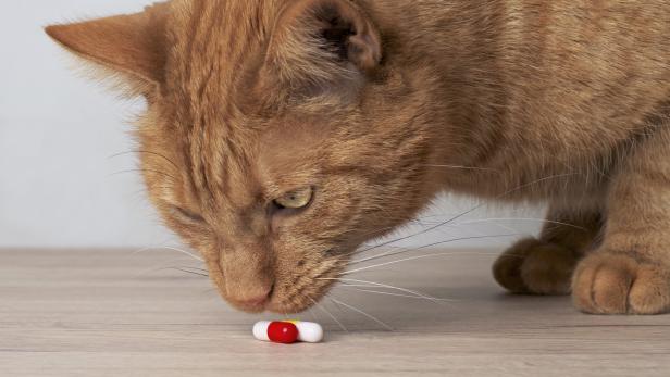 Tiercoach: So verabreichen Sie einer kranken Katze Tabletten