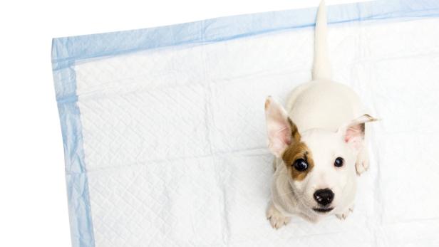 Für Halter sind Unterlagen praktisch. Hundebedürfnissen entsprechen sie aber nicht.