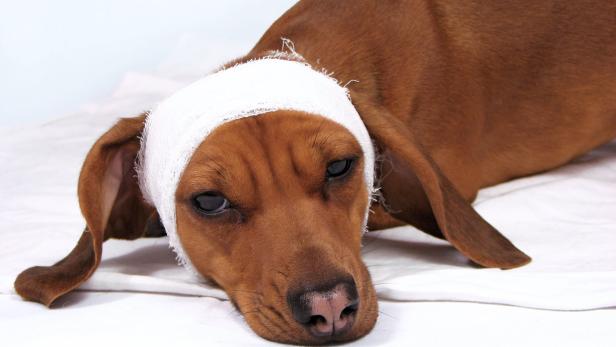 Ein brauner Hund liegt mit einem Verband um den Kopf auf einer weißen Unterlage.