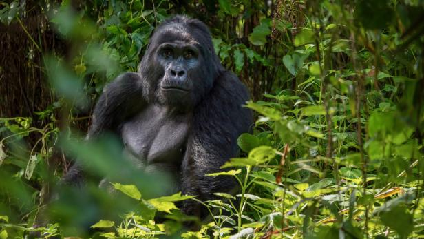 Ein Gorilla sitzt inmitten von dichtem Grün und blickt in die Kamera.