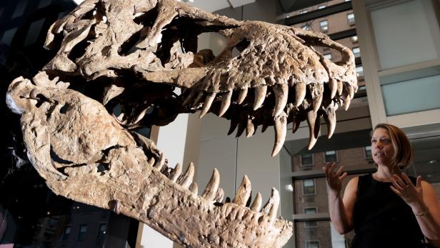 Dieser Schädel eines Tyrannosaurus rex ist bei einer Auktion in New York für knapp sechs Millionen Euro versteigert worden.