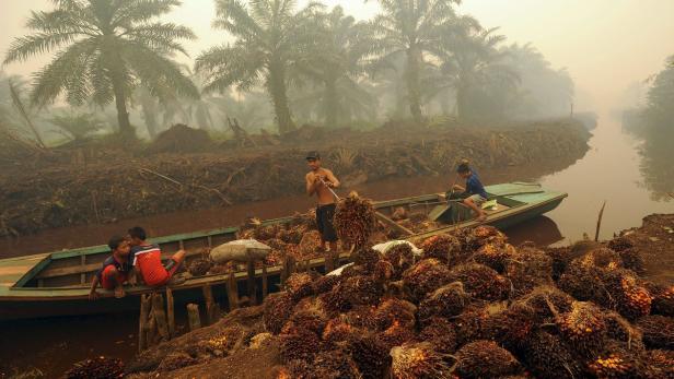 Arbeiter auf einer Palmöl-Plantage in Peat Jaya, Sumatra.