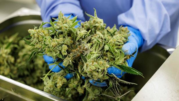 Prozess um 523 Kilogramm Cannabis: Sieben Jahre Haft