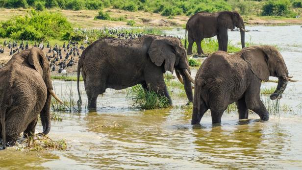 In den Fußabdrücken von Elefanten lässt es sich leben