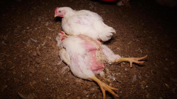 Steiermark: Verdacht auf Tierquälerei in Geflügelbetrieb