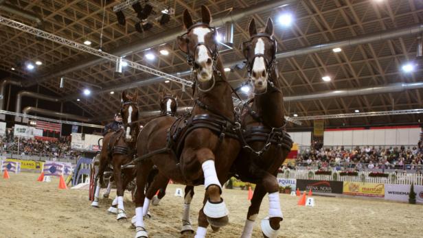 Apropos Pferd feiert Jubiläum