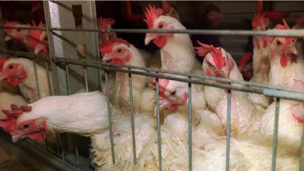 EU finanziert Käfig-Tierhaltung