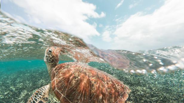 Die kleine Insel Raine Island im nördlichen Great Barrier Reef ist der weltweit größte Nistplatz für Grüne Meeresschildkröten.
