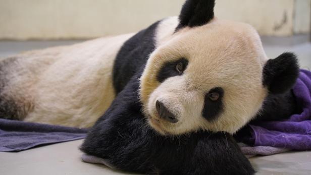 Taipei zoo giant panda Tuan Tuan died