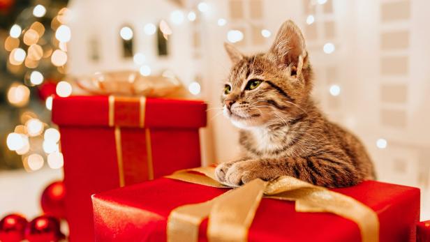 Tiercoach: Was Tierfreunde zu Weihnachten schenken