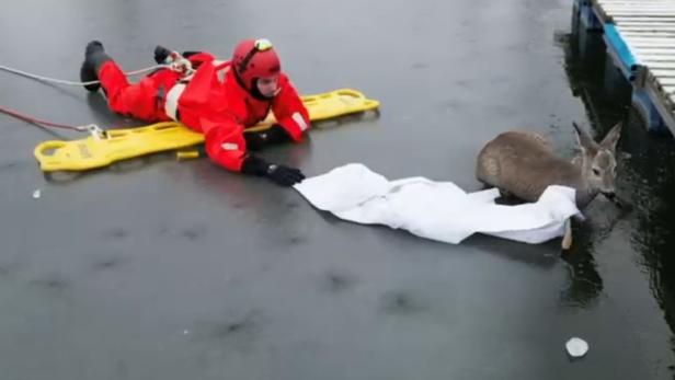 Feuerwehr Krems rettete Reh von Eisfläche bei Yachthafen