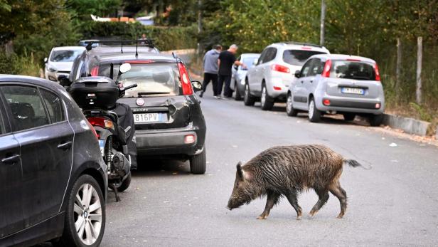 Italiener dürfen Wildschweine in Städten abschießen und essen