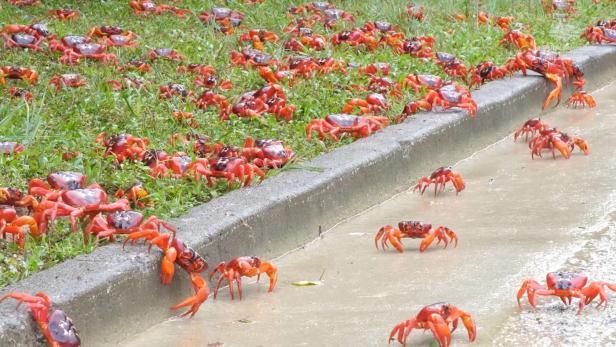 Annual red crabs migration on Christmas Island