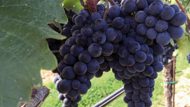 Not-Destillation: Italienischer Wein wird zum Desinfektionsgel