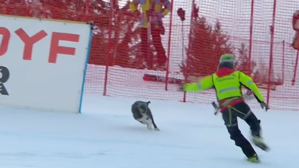 Hund auf der Piste: Bormio-Rennen auf tierische Weise unterbrochen