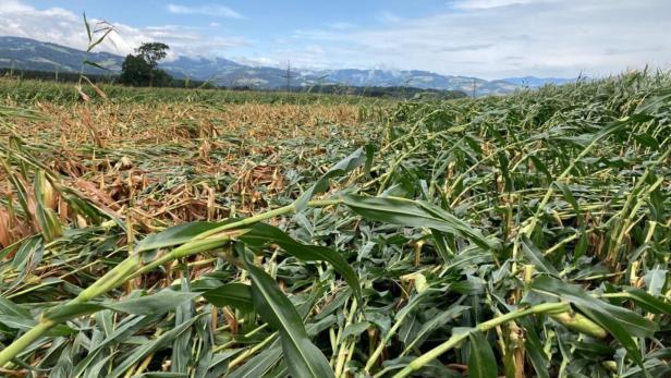 Hagelversicherung: Klimawandel brachte Extremjahr für Landwirtschaft