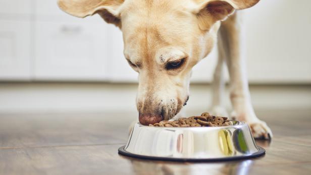 Tiercoach: Was bei der Ernährung von Hund und Katze wichtig ist