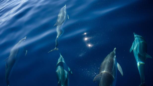 FILES-FRANCE-ENVIRONMENT-ANIMALS-DOLPHINS-TOURISM