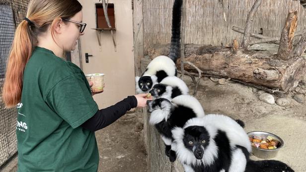 Ein Blick in den Zoo Schmiding: Wie Tierpfleger im Winter arbeiten