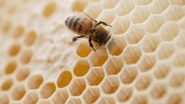 Süße Zeiten für Bienen: Erste Schluckimpfung für Honigbienen zugelassen