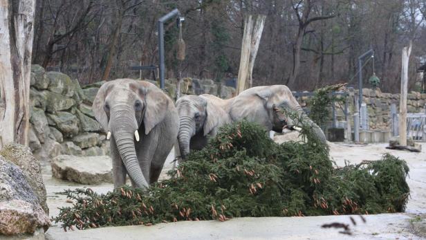 Schönbrunner Elefanten verspeisen den Schönbrunner Christbaum