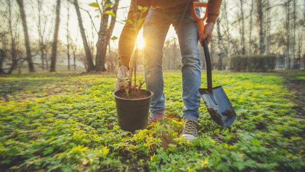 Man planting tree on Arbor day in springtime