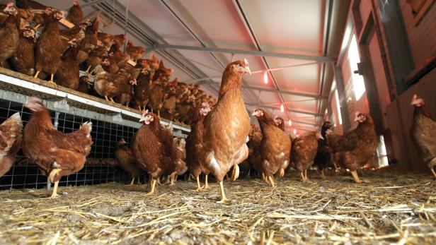 Stallpflicht für Hühner: Dem Virus einen Riegel vorschieben