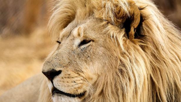 &quot;Lionsrock - Die Heimkehr des Königs&quot; handelt von einem Altersheim für Löwen