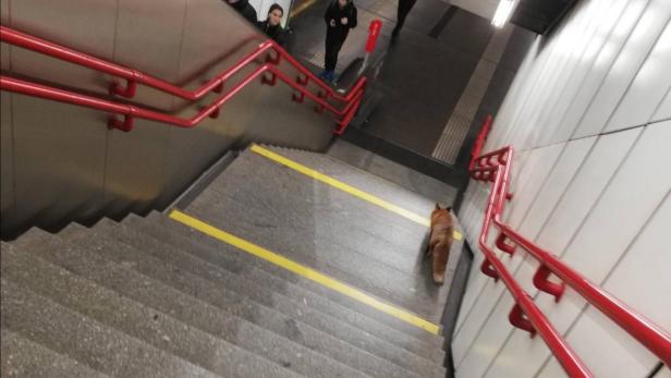Viral: Ein Fuchs in der Wiener U-Bahnstation gesichtet