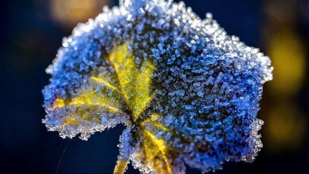 Milder Winter: Experten-Tipps zum Auswintern von Pflanzen
