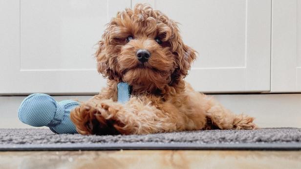 Sprechender Hund: TikTok-Nutzerin entwickelt Kommunikationstool