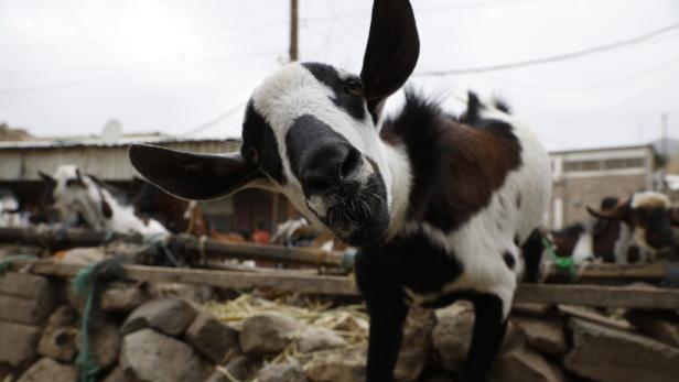 Eine neugierige Ziege mit schwarz-weißem Fell steht vor einer Steinmauer.