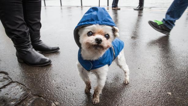 Ein kleiner, weißer Hund trägt einen blauen Regenmantel mit Kapuze auf einer nassen Straße.