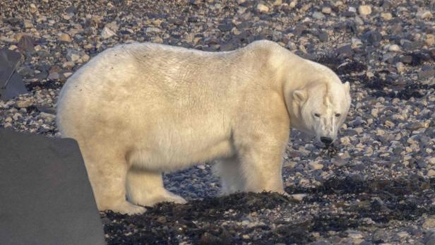 Eisbär tötete zwei Menschen in Alaska