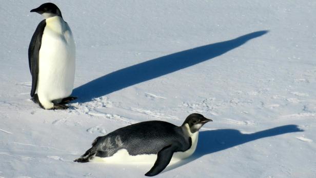 Kotspuren verrieten die Pinguine (Archivbild)
